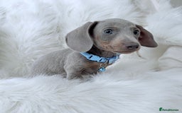 Miniature Dachshund dogs for sale: 5 ⭐ Licensed Breeder Miniature Dachshunds puppies - Image 9