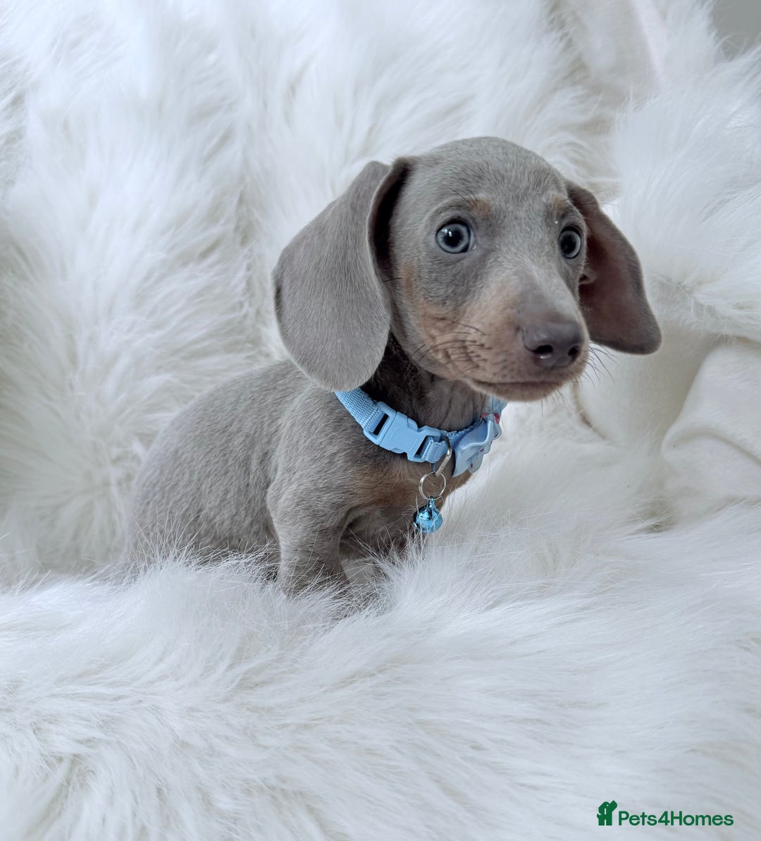 Miniature Dachshund dogs for sale: 5 ⭐ Licensed Breeder Miniature Dachshunds puppies - Image 9
