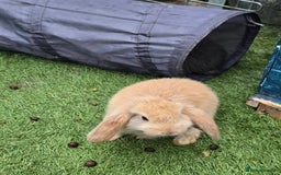 Continental Giant rabbits for sale: Giant french lops - Advert 5