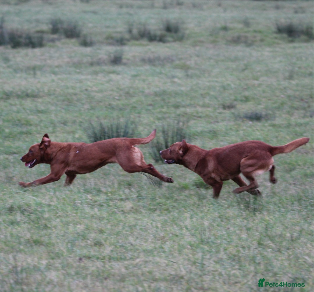 Labrador Retriever dogs for sale: QUALITY LITTER OF DARK FOX RED LABRADOR PUPPIES - Advert 7