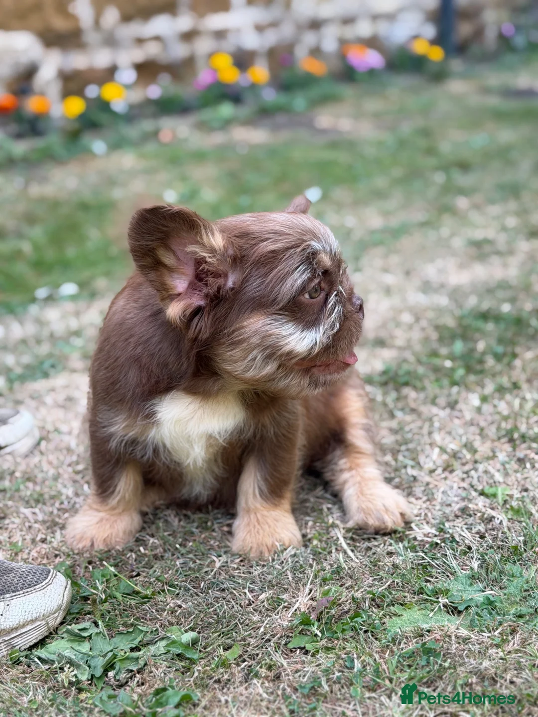 French Bulldog dogs for sale: **Beautiful Fluffy Floodle Frenchie Puppies** - Advert 2