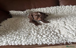 Cocker Spaniel dogs for sale: 5 Pedigree Working Cocker Pups for Sale  - Image 7