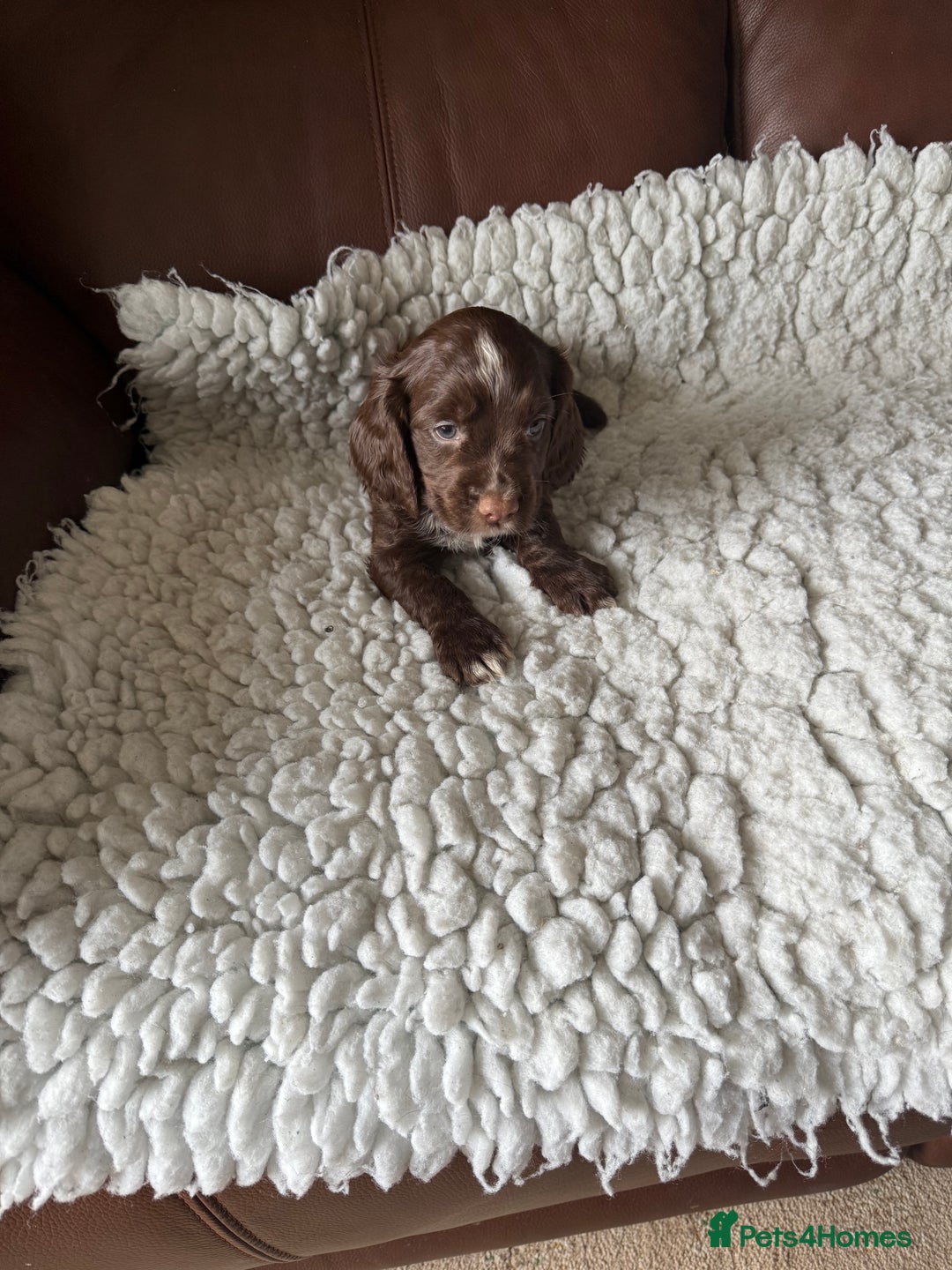 Cocker Spaniel dogs for sale: 5 Pedigree Working Cocker Pups for Sale  - Image 7