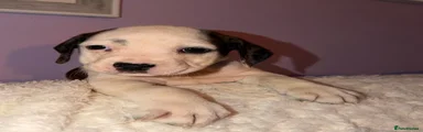 Cockerbull 5