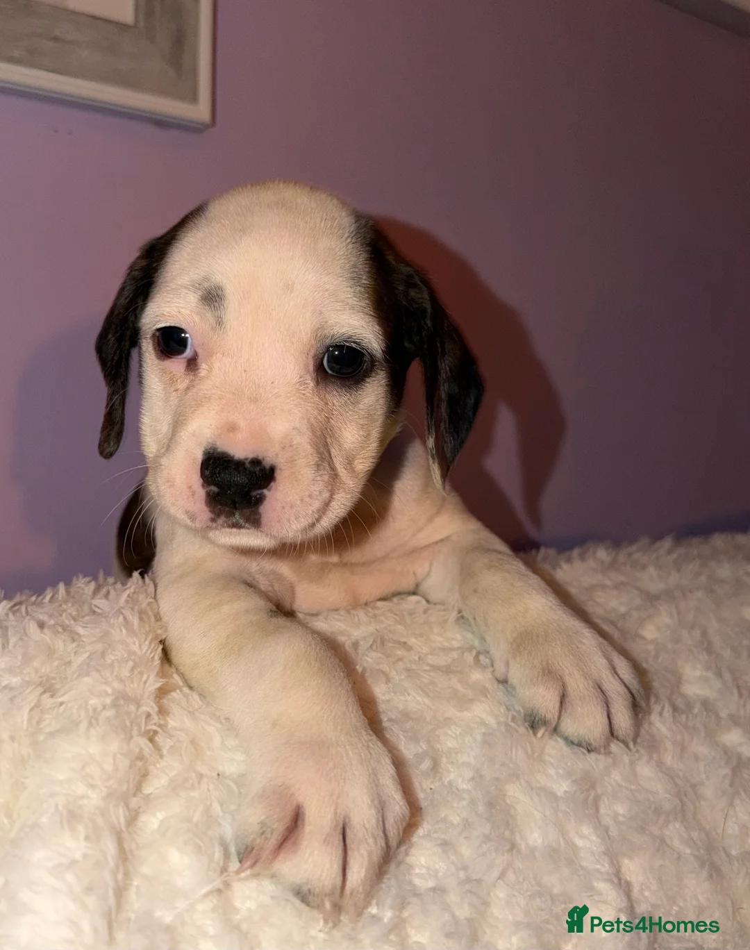 Mixed Breed dogs for sale: ⚠️reduced to £600 ⚠️Cockerbull puppies for sale ❤️ - Advert 2