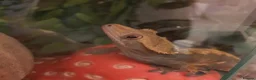 Gecko reptiles for sale: Crested gecko in Grantham - Advert 6