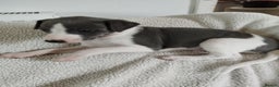 Whippet dogs for sale: Beautiful KC registered whippet puppies  - Advert 11