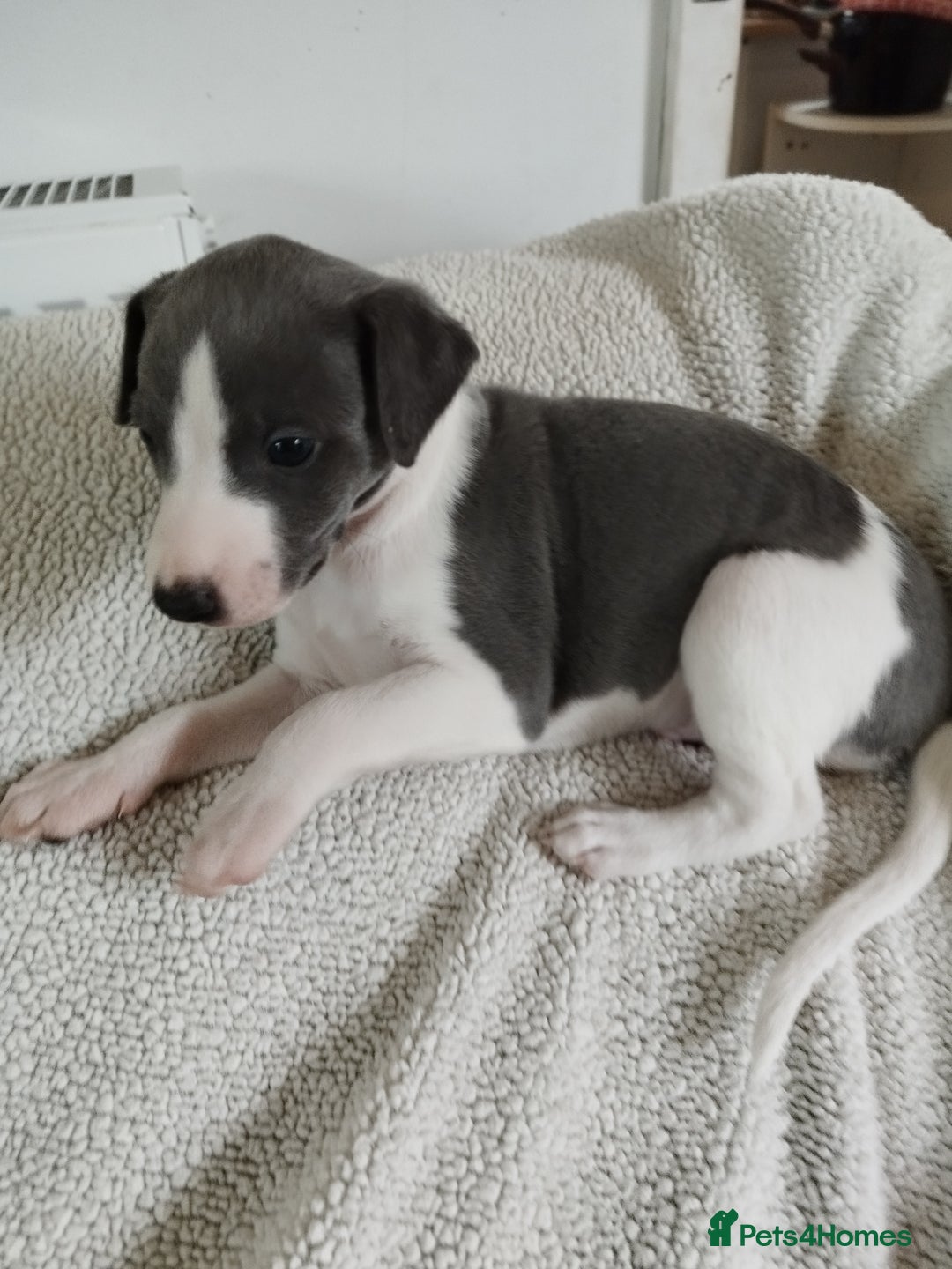 Whippet dogs for sale: Beautiful KC registered whippet puppies  - Advert 11