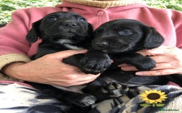Mixed Breed dogs for sale: Outstanding sprollies pups for sale  - Image 15