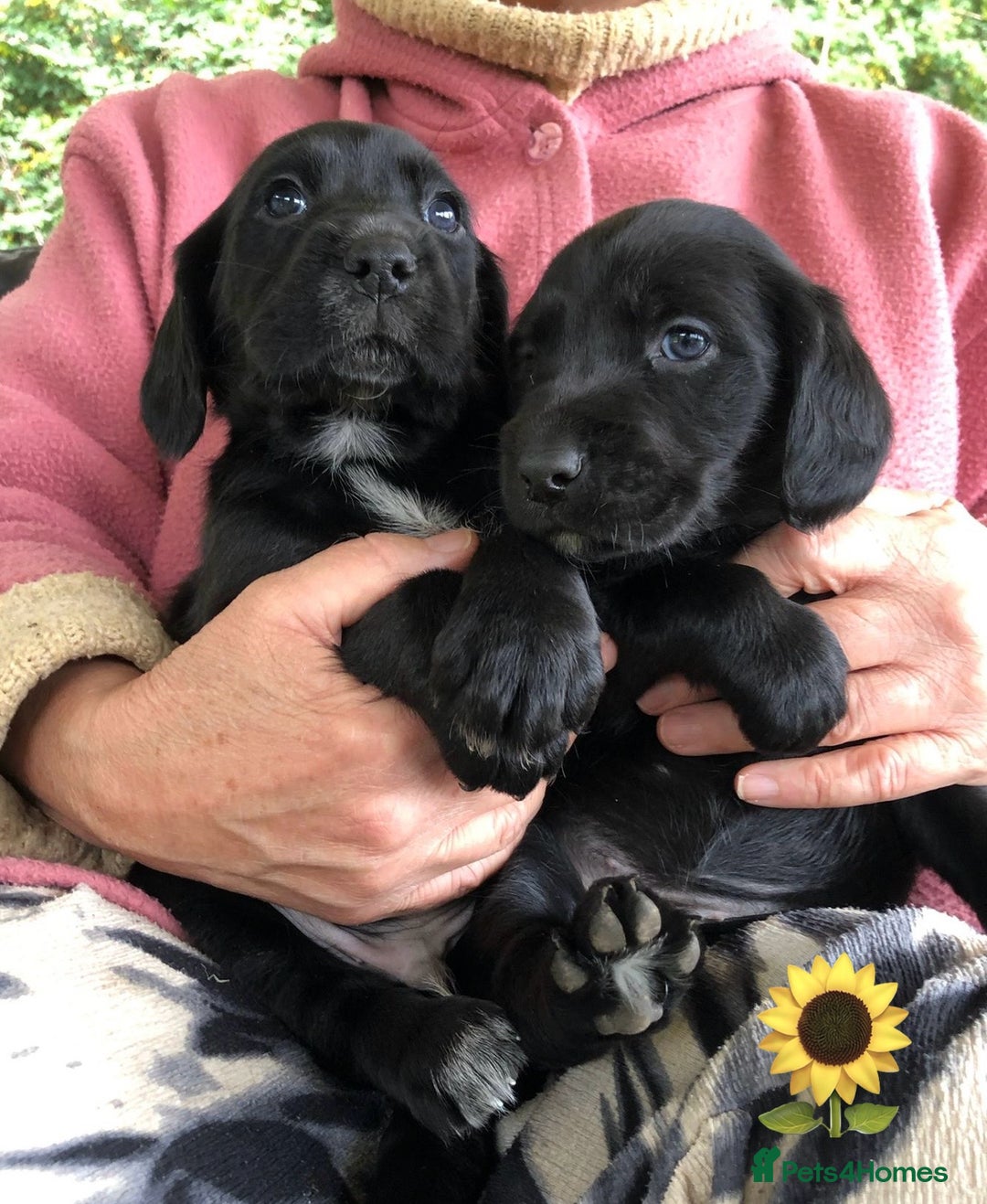 Mixed Breed dogs for sale: Outstanding sprollies pups for sale  - Image 15