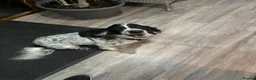 Cocker Spaniel dogs for sale: One very gorgeous boy - Advert 6