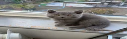 British Shorthair cats for sale: Tortieshell & Cream BSH kittens ready to leave now - Advert 16