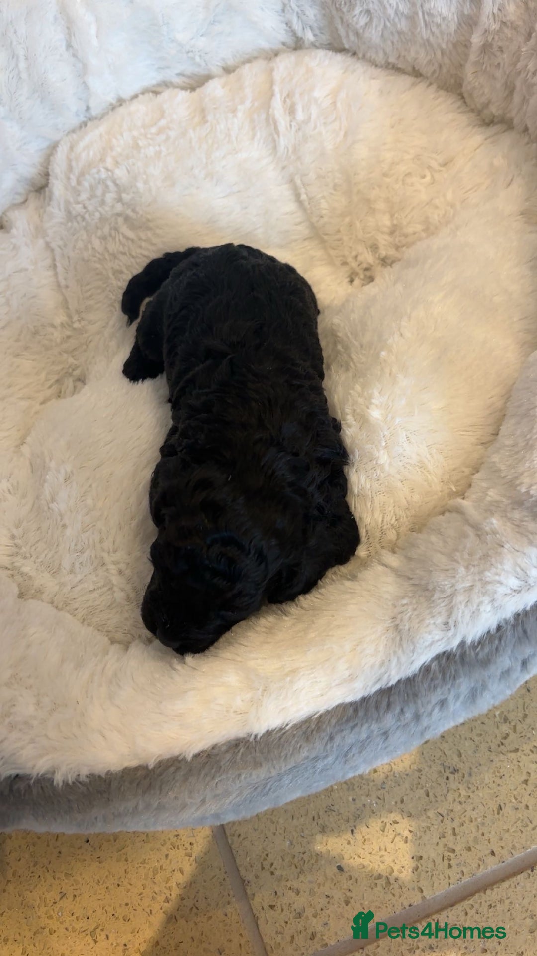 Cockapoo dogs for sale: Toy miniature cockapoo puppy’s  - Image 24