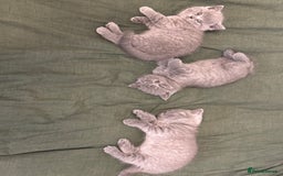 British Shorthair cats for sale: British Shorthair kittens (2 boys) - Image 8