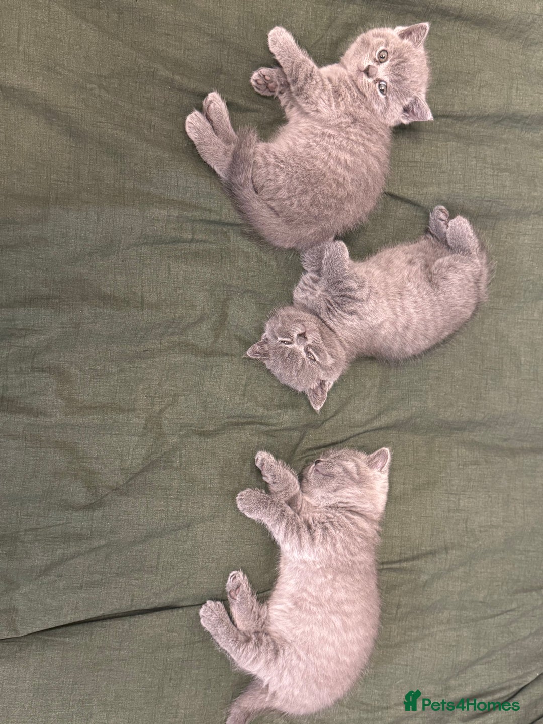 British Shorthair cats for sale: British Shorthair kittens (2 boys) - Image 8