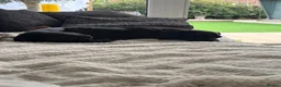 Miniature Dachshund dogs for sale: Solid black miniature dachshund female  - Advert 4