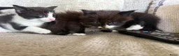 Mixed Breed cats for sale: Mixture of beautiful Kitten  - Advert 1