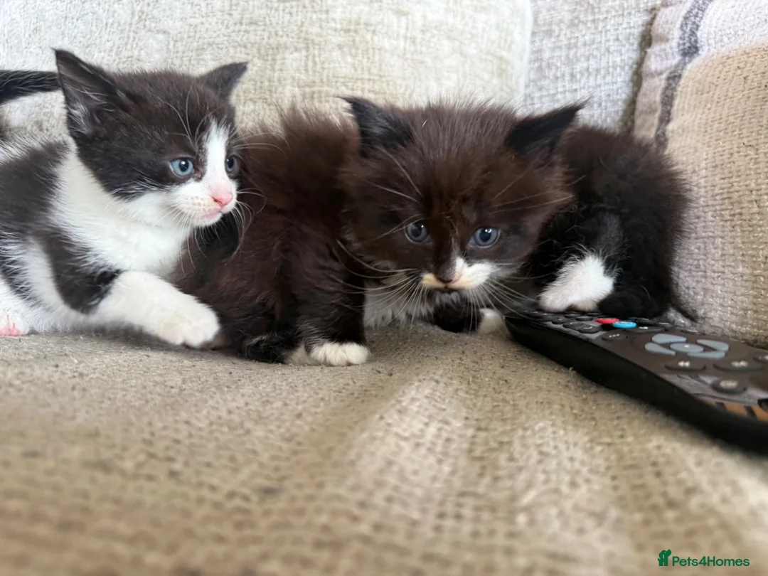Mixed Breed cats for sale: Mixture of beautiful Kitten  - Advert 1