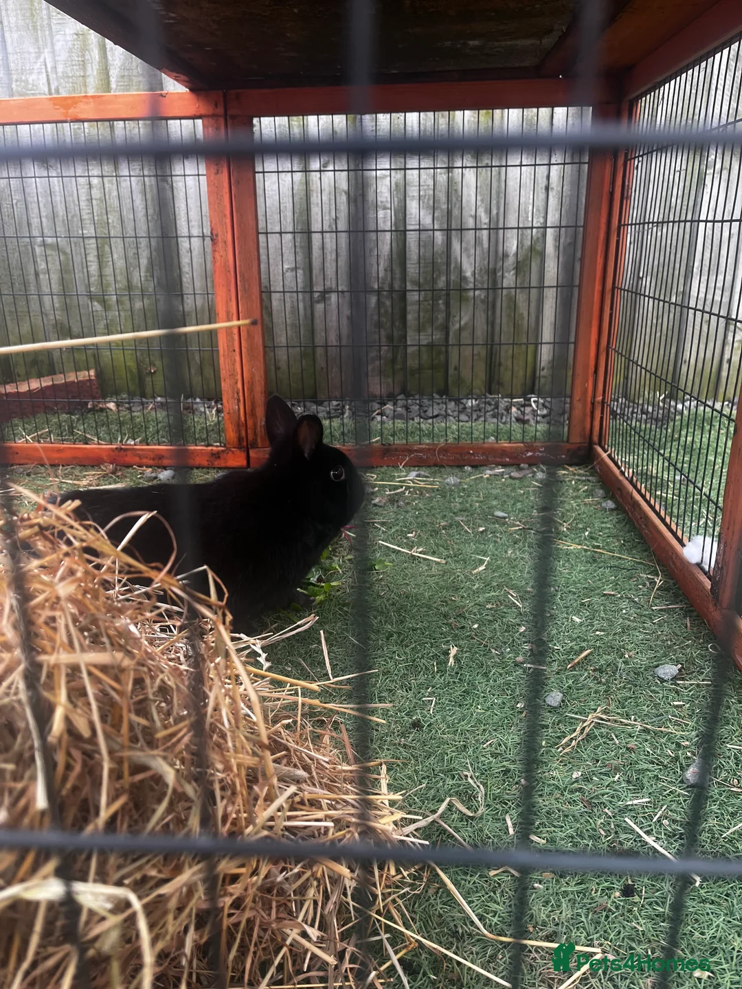 Mixed Breed rabbits for sale: 2 rabbits for sale  - Advert 9