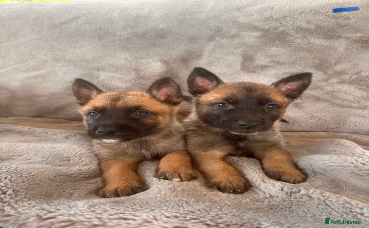 Belgian Shepherd Dog dogs - Advert 8