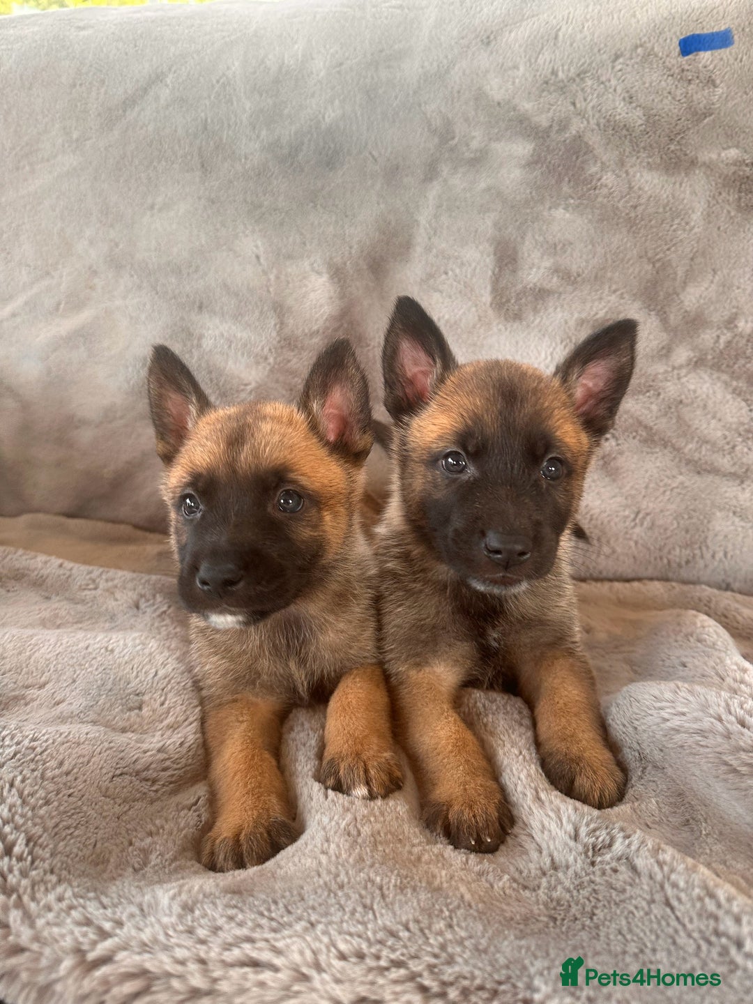 Belgian Shepherd Dog dogs for sale: Dutch Herder Puppies  - Image 1