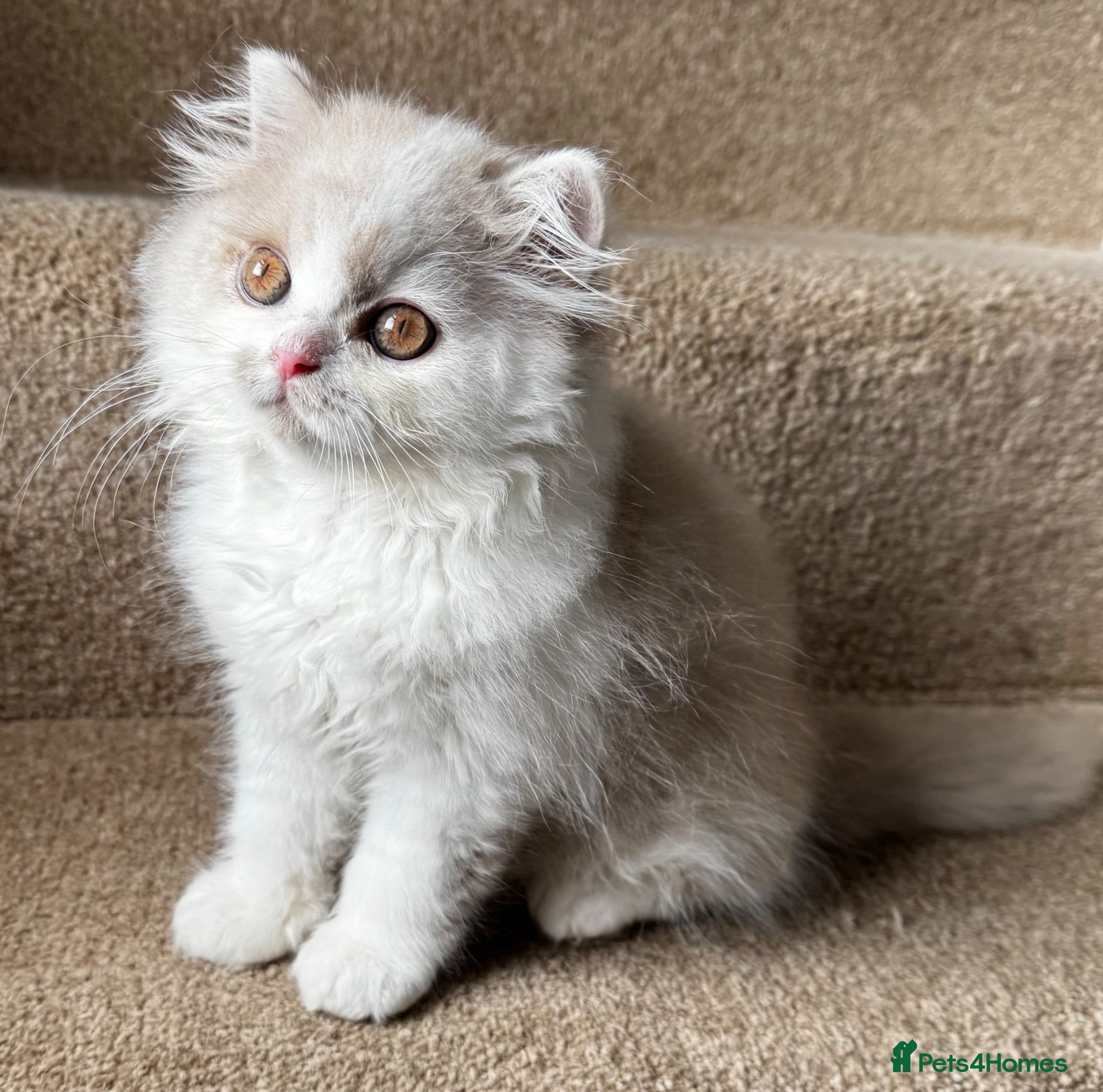 British Shorthair cats Fawn and white male British longhair   - Advert 12