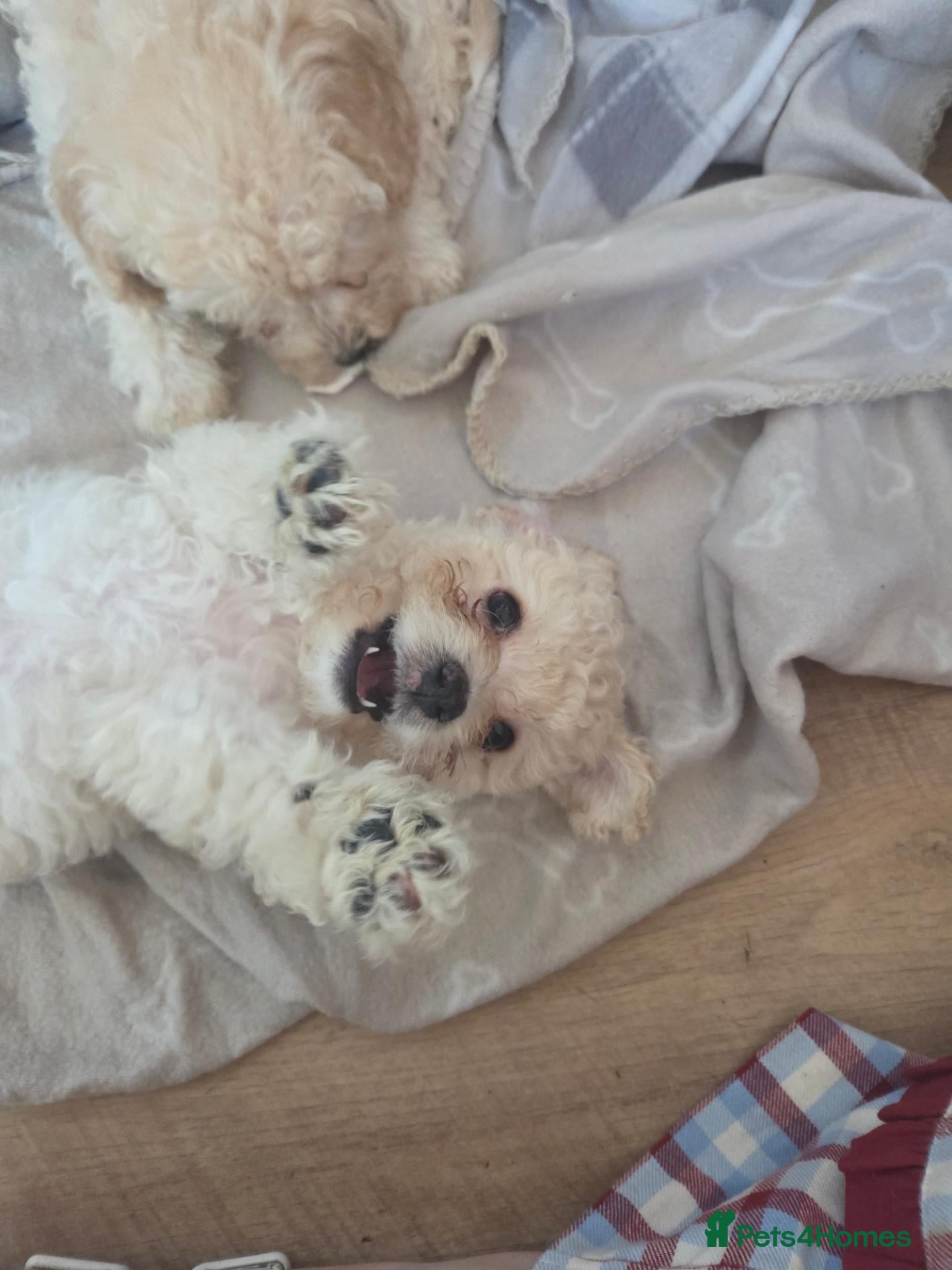Mixed Breed dogs 2 Beautiful cavachon x cockapoo puppies left - Advert 8