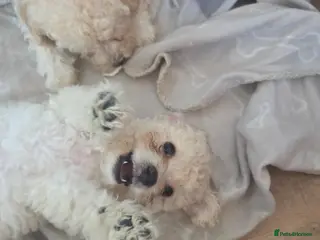 Mixed Breed dogs 2 Pups Left. Beautiful cavachon x cockapoo puppies - Advert 1
