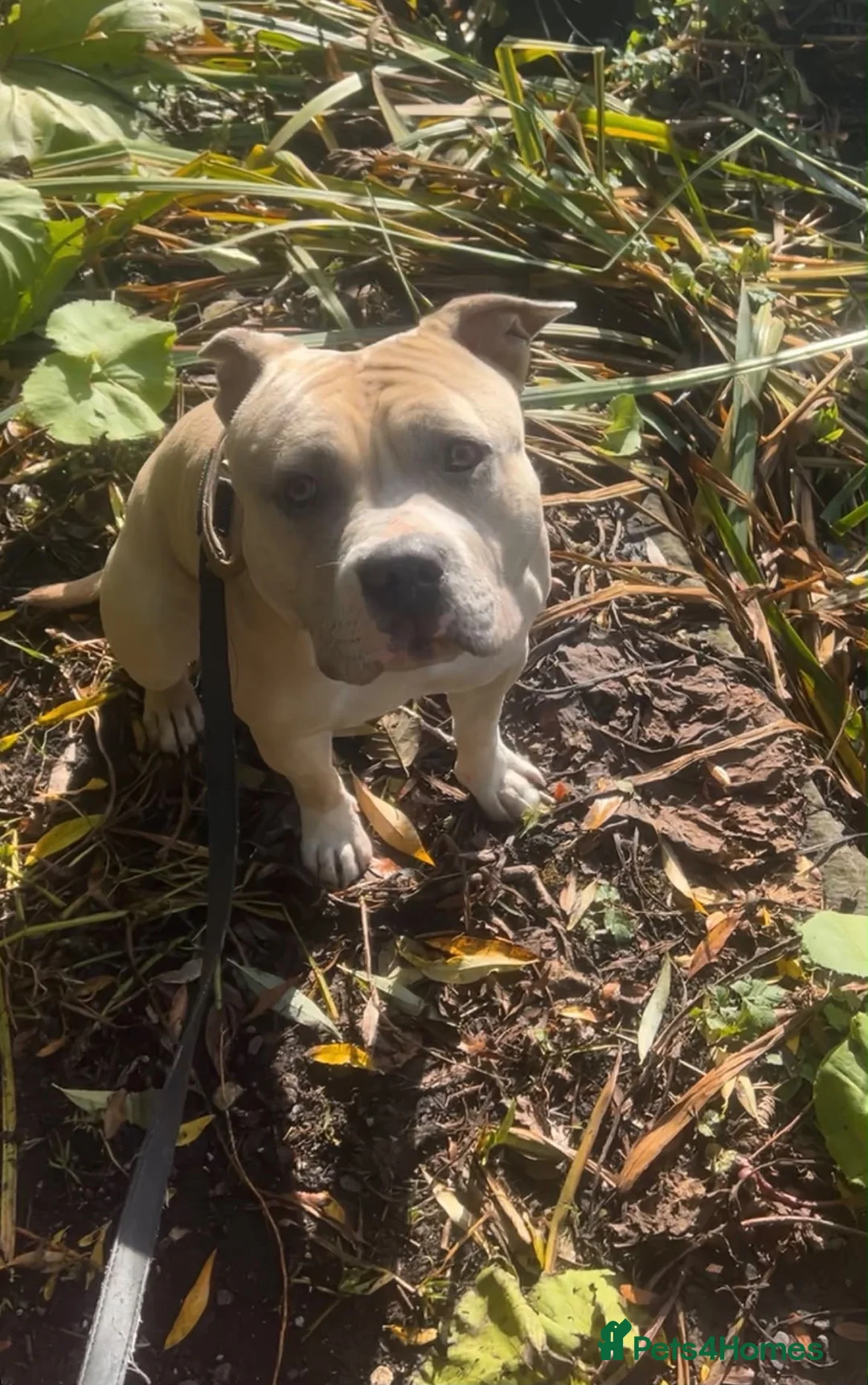 American Bully dogs for sale: Standard American Bully Male - Advert 5