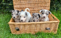 Border Collie dogs for sale: 7 Blue / white merle border collie puppies. - Image 1