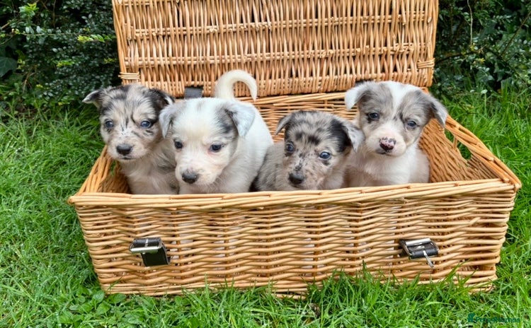 Border Collie dogs - Advert 3