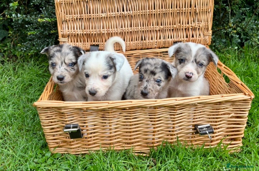Border Collie dogs for sale: 7 Blue / white merle border collie puppies. - Image 1