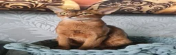 Abyssinian cats for sale: Abyssinian kittens in Scunthorpe - Advert 9