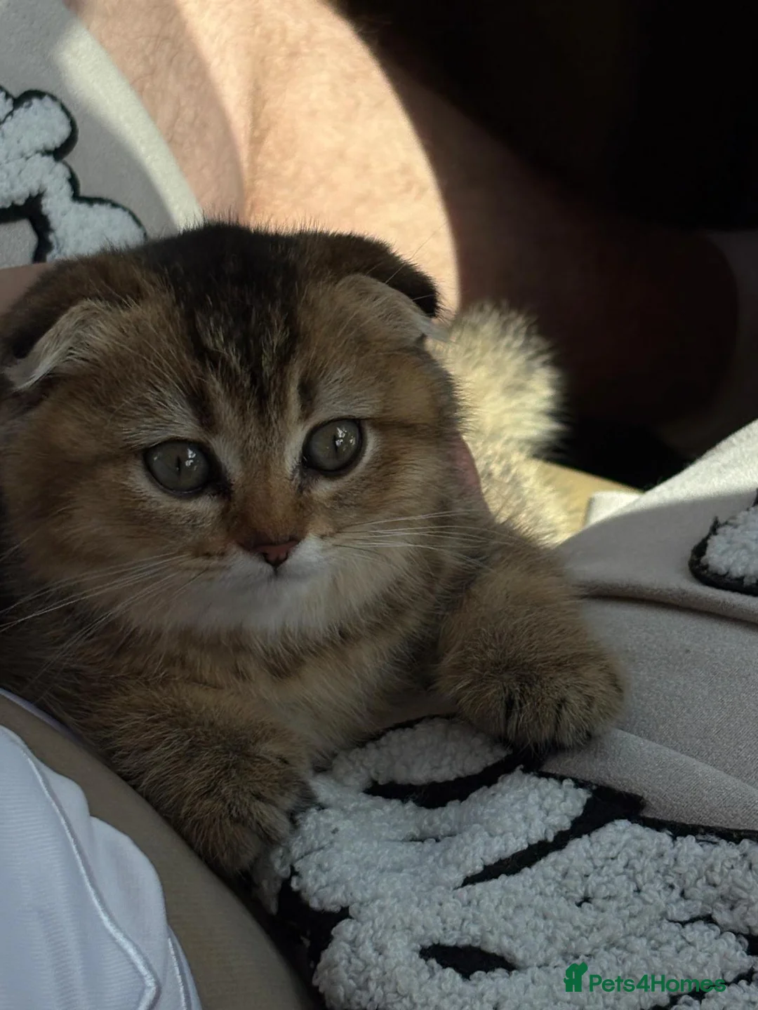 Scottish Fold cats for sale: Adorable Scottish Fold golden kitten  in Mitcham - Advert 2