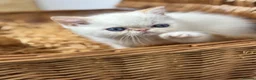 Exotic cats for sale: 2 STUNNING EXOTIC MALE KITTENS  - Advert 2