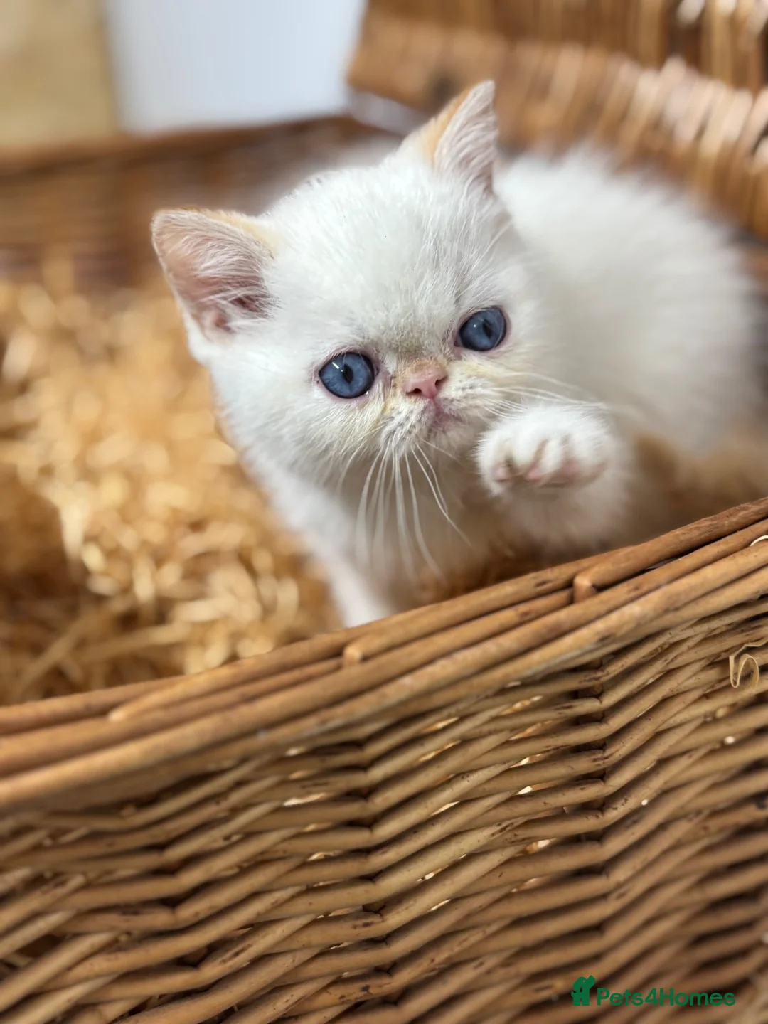 Exotic cats for sale: 2 STUNNING EXOTIC MALE KITTENS  - Advert 2