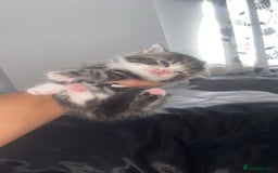 Mixed Breed cats for sale: 5 x Beautiful Bengal Mixed Kittens for Sale  - Image 8