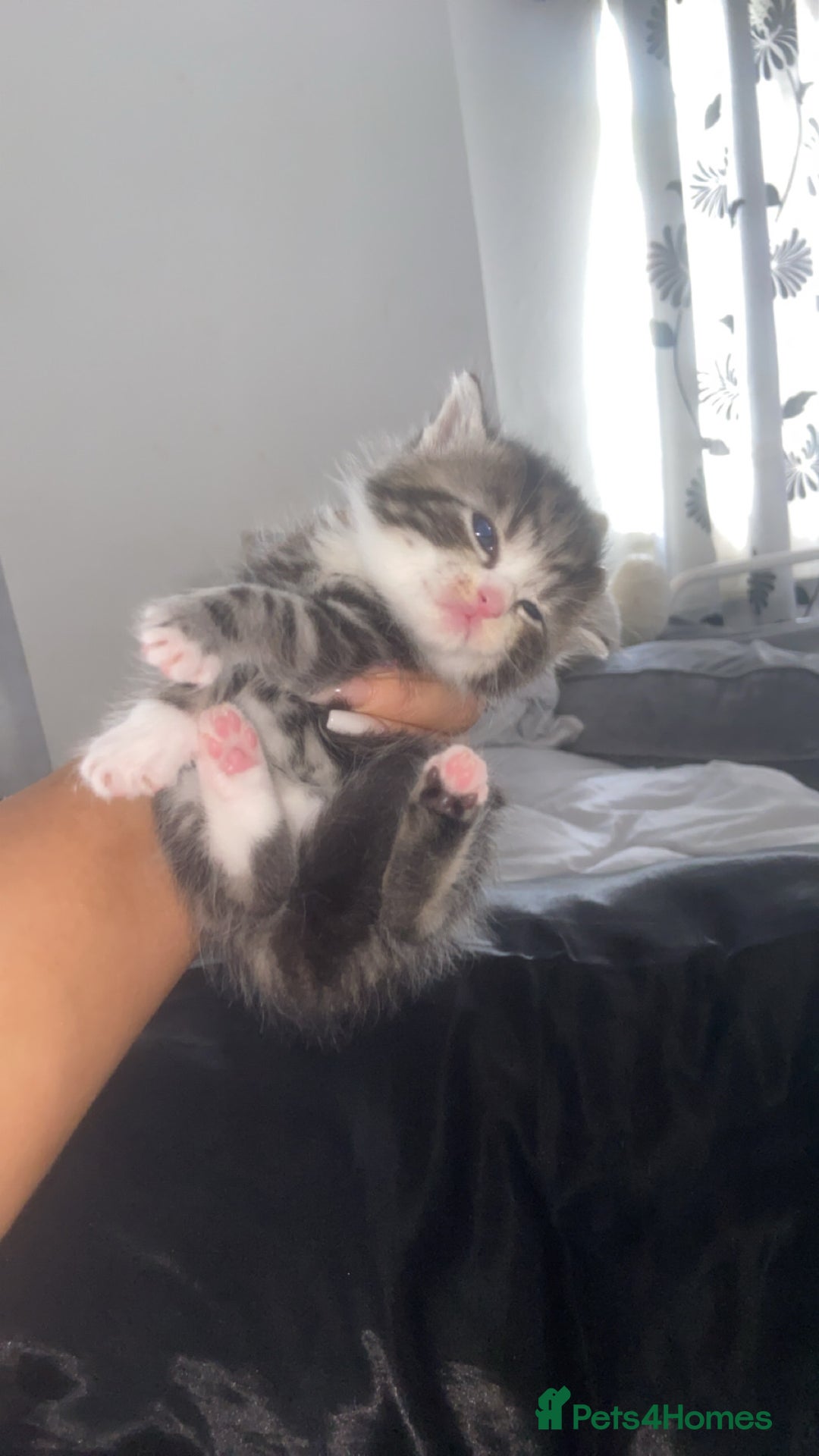 Mixed Breed cats for sale: 5 x Beautiful Bengal Mixed Kittens for Sale  - Image 8