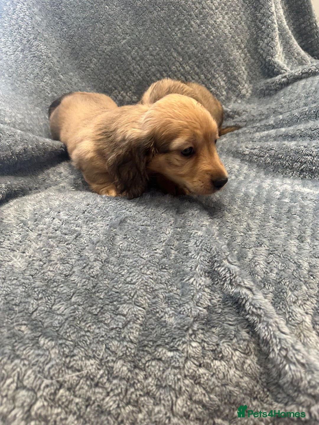 Miniature Dachshund dogs for sale: Miniature long haired CREAM boys  - Image 14