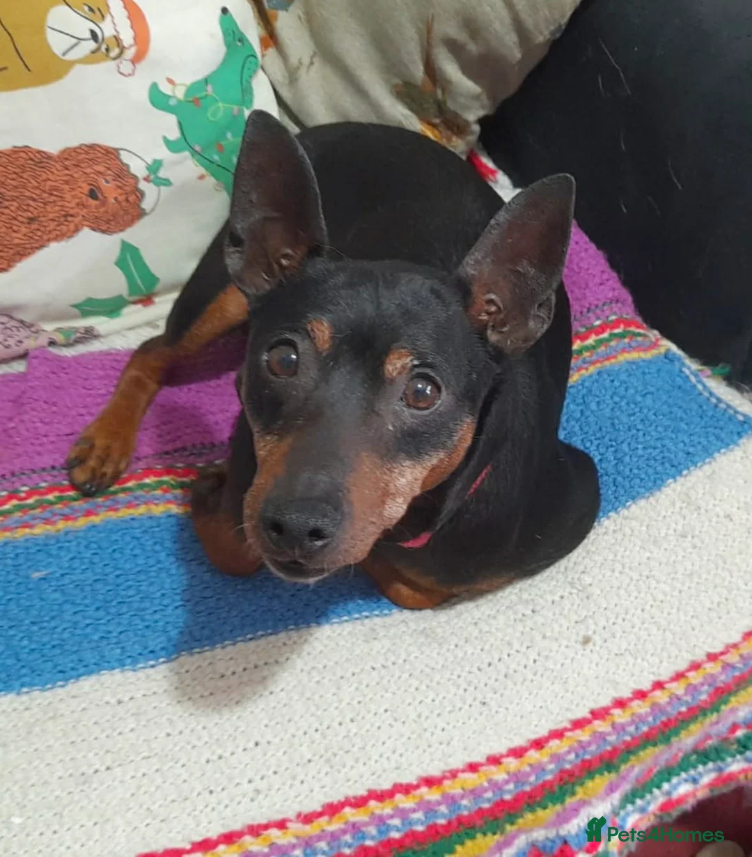 Mixed Breed dogs for adoption: Benetton, a cuddlebug looking for his home  - Advert 1