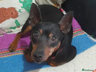 Mixed Breed dogs Benetton, a cuddlebug looking for his home - Advert 1