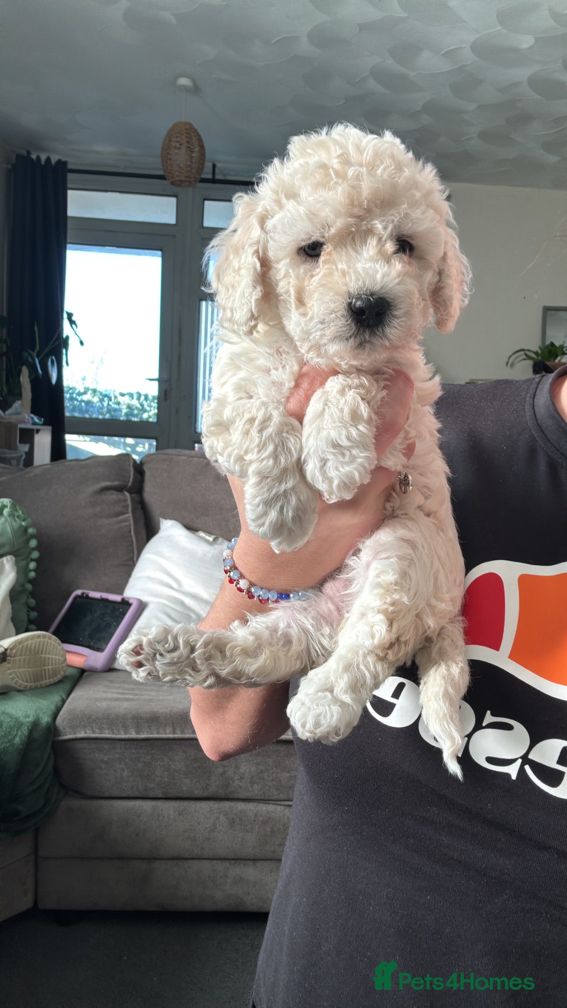 Poochon dogs 3 GIRLS left!!! Rare colour beautiful poochons  - Advert 17