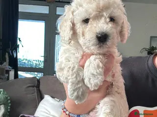 Poochon dogs 3 GIRLS left!!! Rare colour beautiful poochons - Advert 17