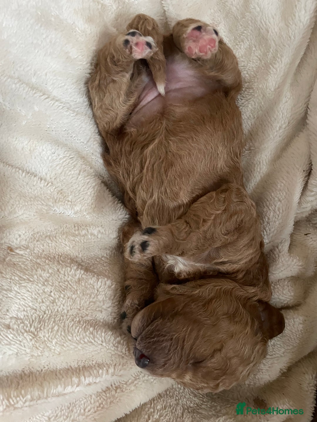 Cavapoo dogs for sale: FB2 cavapoo puppies-1 girl available  - Advert 14