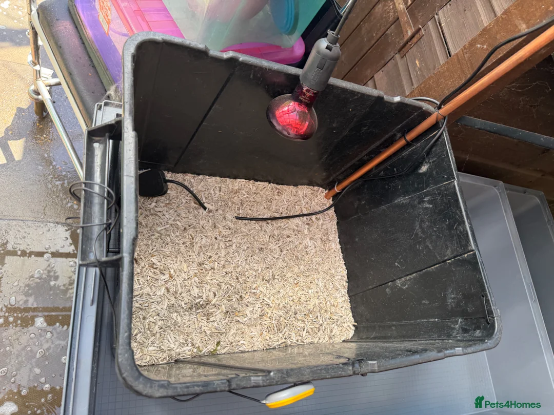 Mixed Breed poultry for sale: Custom Chick Brooder Tub, heat Lamp & Thermometer  - Advert 2