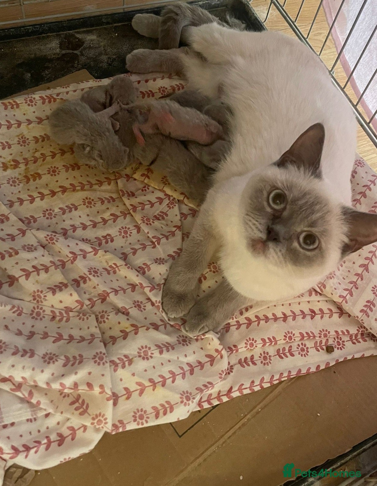 Mixed Breed cats One male British shorthair kitten available  - Advert 1