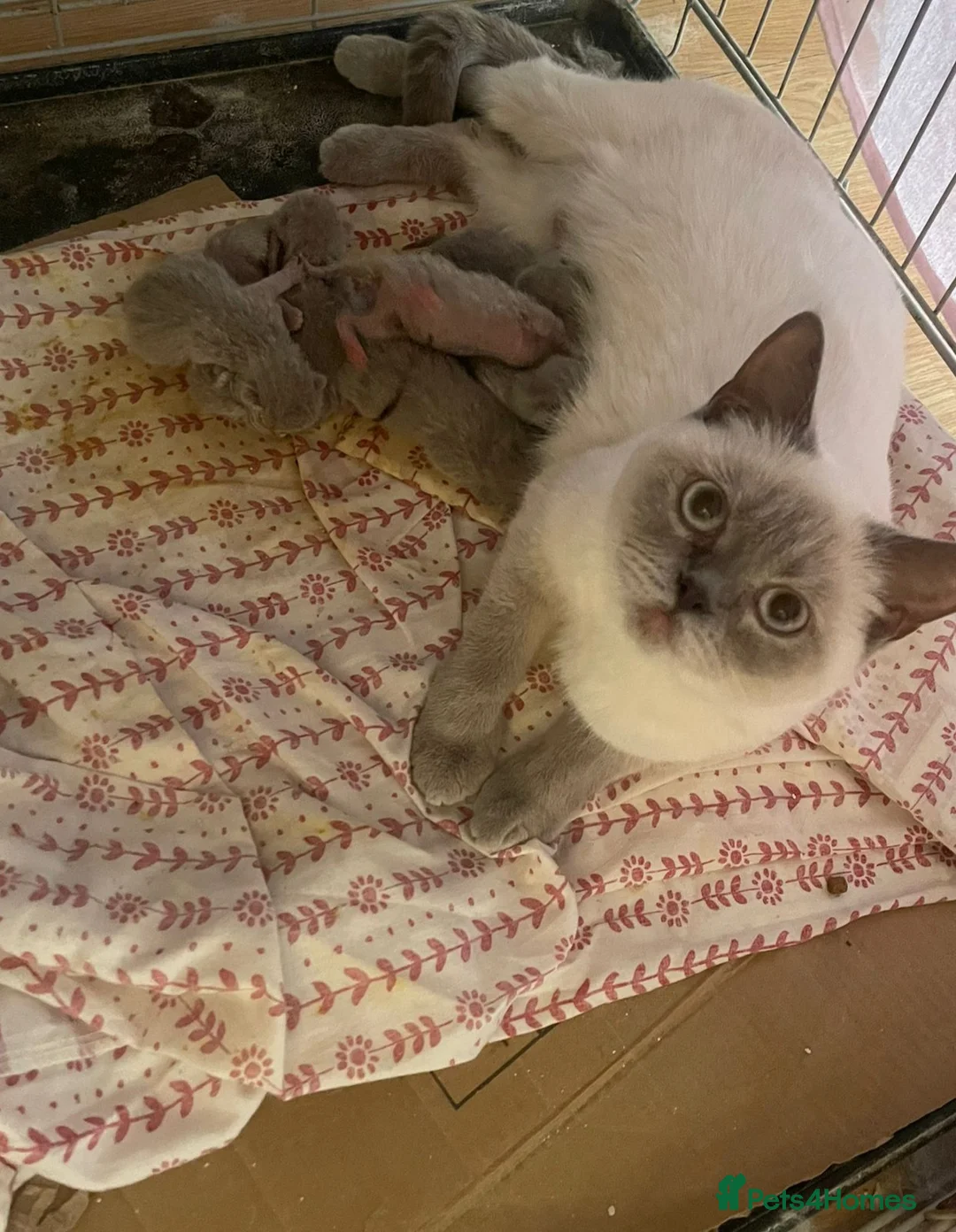 Mixed Breed cats for sale: One male British shorthair kitten available  - Advert 1