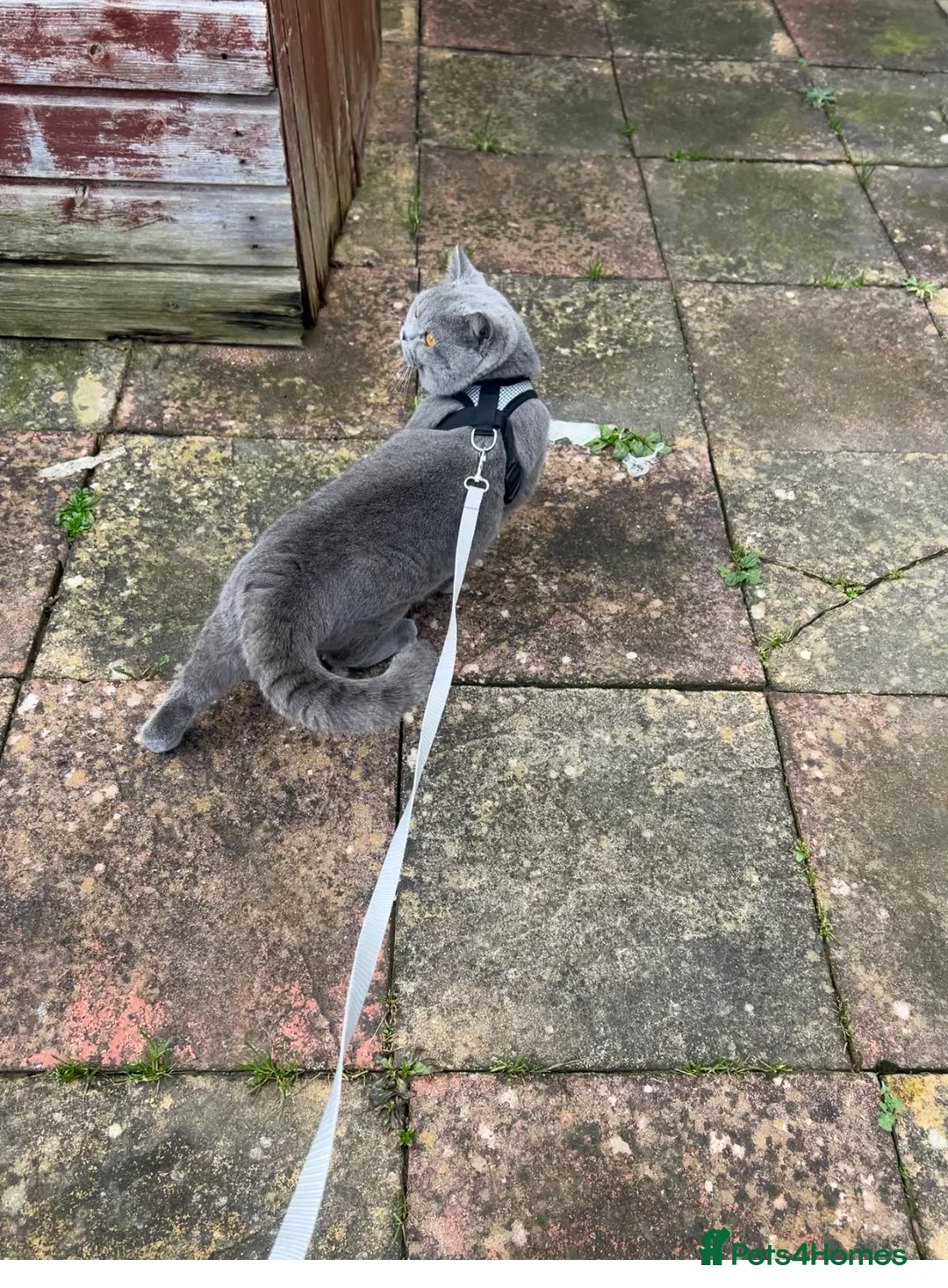 British Shorthair cats for stud: British Shorthair male available for stud in Crawley - Advert 2