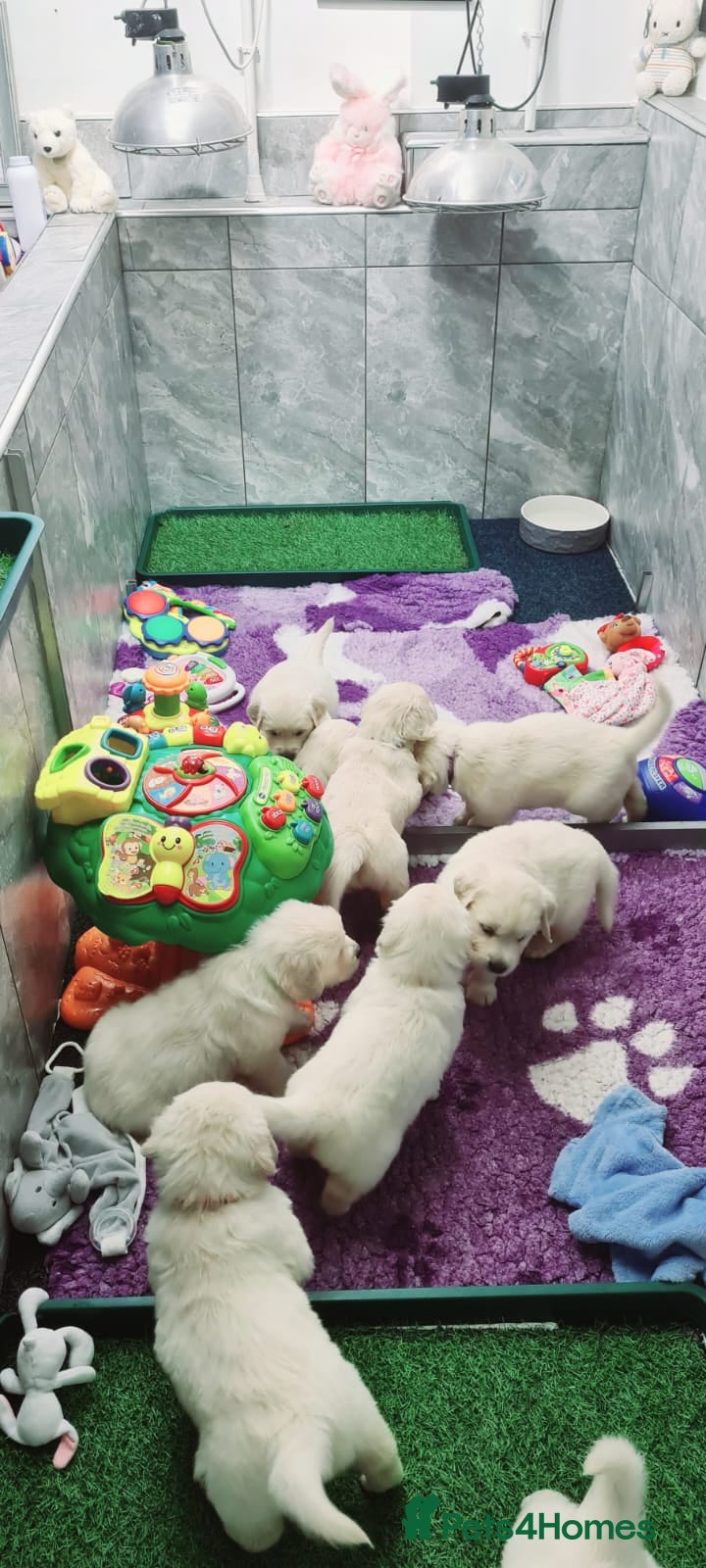 Golden Retriever dogs Kc Registered Golden Retriever puppies - Advert 2