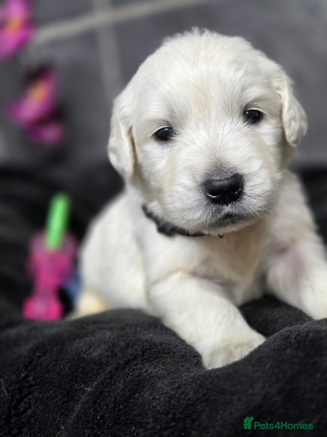 Golden Retriever dogs for sale: Gorgeous kc reg golden retrievers  - Advert 19